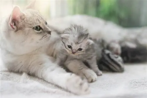 Si i disiplinon një mace nënë kotelet e saj? 4 Mënyra të ndryshme