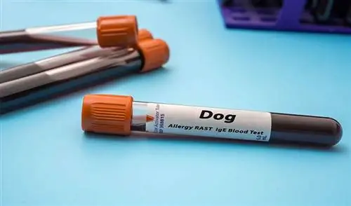 Bagaimanakah Ujian Alahan pada Anjing Berfungsi & Adakah Ia Boleh Dipercayai? (Jawapan Doktor haiwan)