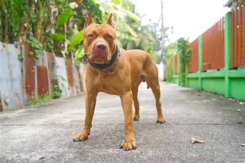 Pitbull-oorknip: Waarom word dit gedoen & Is dit wreed?