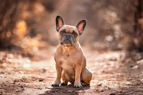 Fawn French Bulldog: Ukweli, Historia & Asili (Pamoja na Picha)