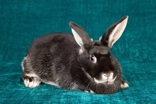 Silver Fox Rabbit: Impormasyon, Mga Larawan, Mga Katangian, & Mga Katotohanan