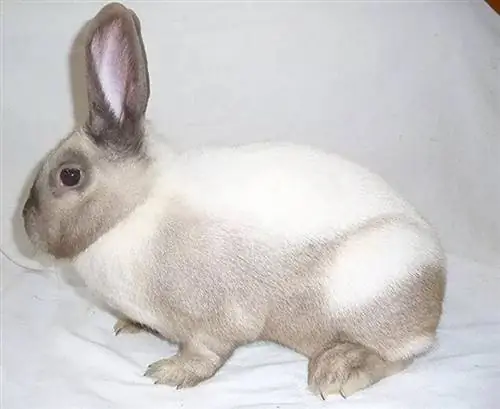 Sallander Rabbit: คู่มือการดูแล, สายพันธุ์, อายุขัย & เพิ่มเติม (พร้อมรูปภาพ)