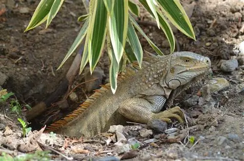 Iguanas põem ovos? Quantos & incubação