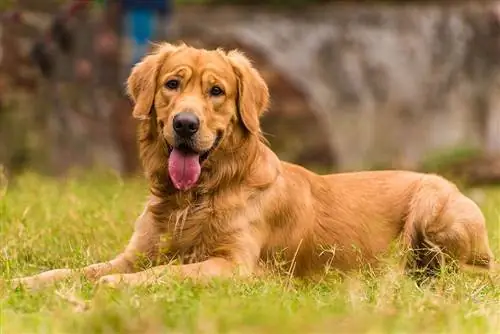 Dark Golden Retriever: Fakta, oprindelse, billeder & Historie