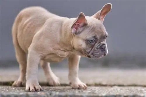 8 möjliga anledningar till varför din franska bulldog skakar