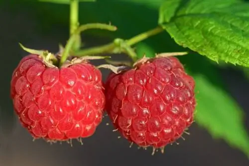 Maaari Bang Kumain ng Raspberries ang Manok? Mga Katotohanan sa Kalusugan na Sinuri ng Vet & FAQ