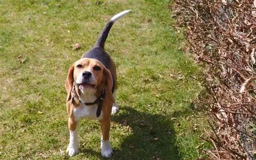 Beagles çox hürür? Cins xasiyyəti izah edildi