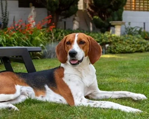 Até onde meu Beagle pode cheirar? Fatos interessantes da raça