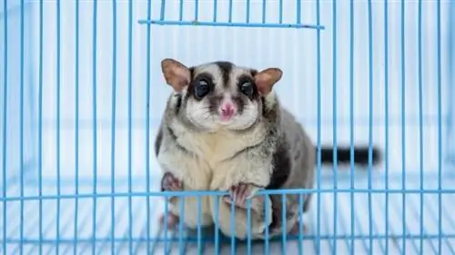 A gërhijnë Sugar Gliders? Shpjegohen tingujt e komunikimit