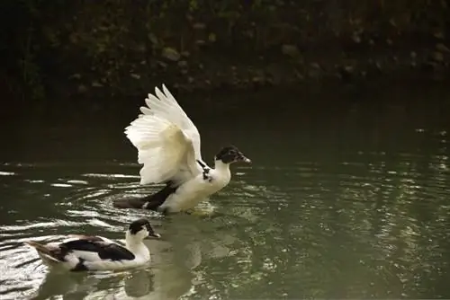 Magpie Duck: attēli, informācija, iezīmes un kopšanas ceļvedis