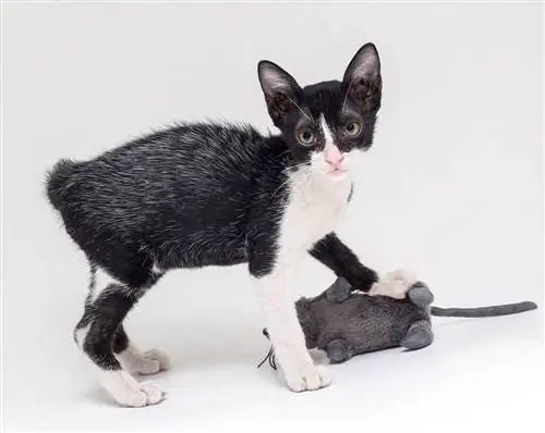 Manteaux de fièvre chez les chats : qu'est-ce que c'est, effets & types