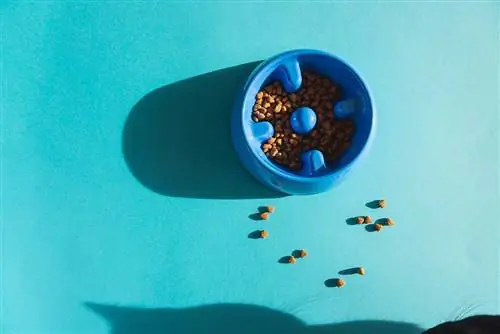 7 দুর্দান্ত DIY স্লো ফিড ক্যাট বোল প্ল্যান যা আপনি আজ তৈরি করতে পারেন (ছবি সহ)