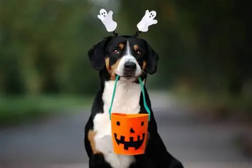 9 úžasných DIY halloweenských plánů hraček pro psy, které můžete dnes vyrobit (s obrázky)