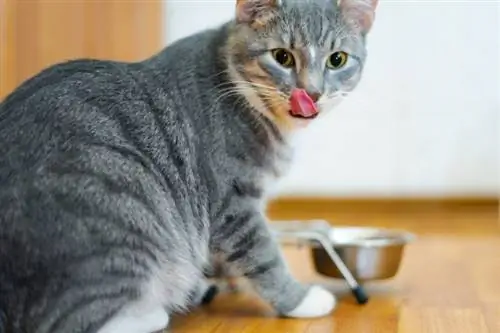 Vyvýšené misky pro kočky: Jsou to dobrý nápad? Přehled schválený veterinárním lékařem