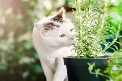 7 βότανα που είναι ασφαλή για τις γάτες (& που πρέπει να αποφεύγετε): Στοιχεία που έχουν αξιολογηθεί από κτηνίατρο