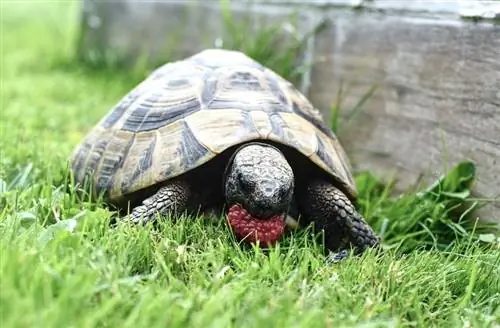 Hvad spiser skildpadder i naturen og som kæledyr? Kost & Ofte stillede spørgsmål om sundhed