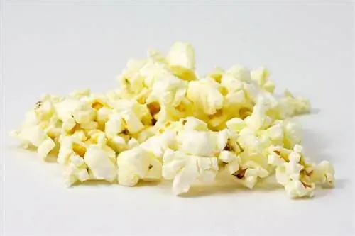 Kan kaniner spise popcorn? Alt hvad du vil vide
