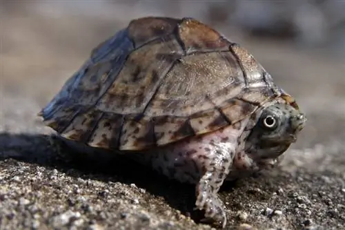 Hogyan állapítsuk meg egy teknős korát (képekkel)