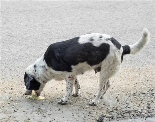 Anjing Diare & Muntah: Merawat Anjing Anda