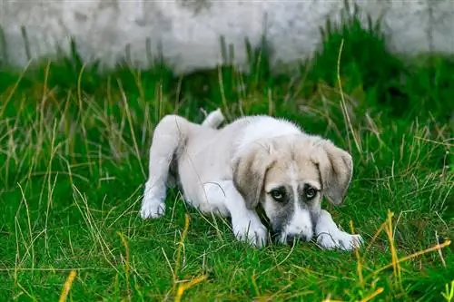 Proljev kod štenaca: razlozi & Liječenje (odgovor veterinara)