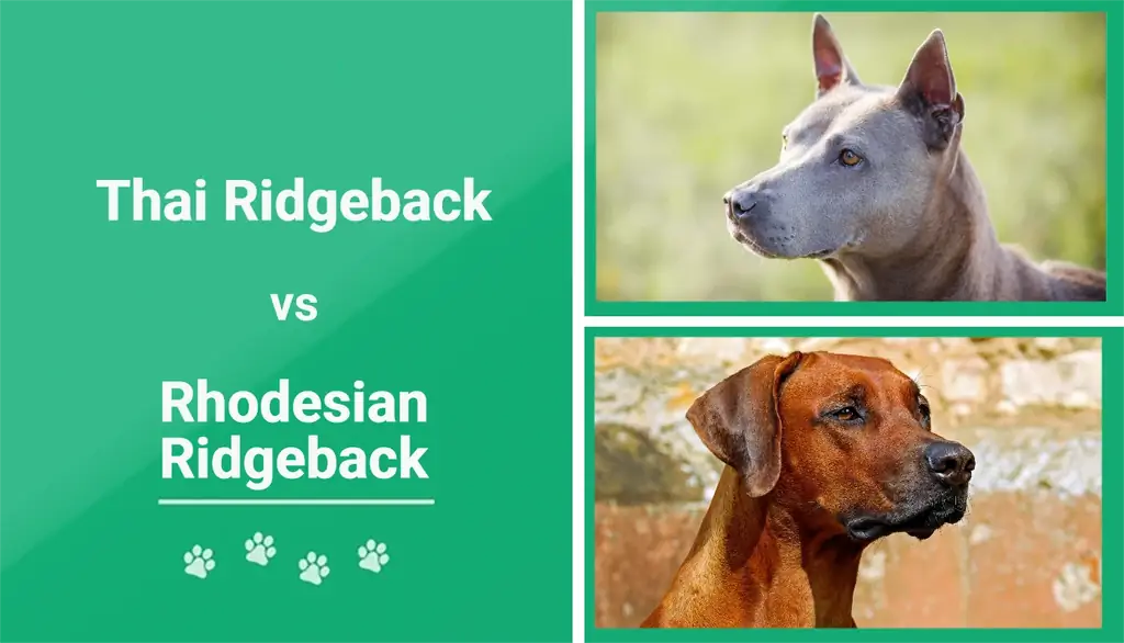 Թայերեն vs Rhodesian Ridgeback. ցեղատեսակի համեմատություն (նկարներով)