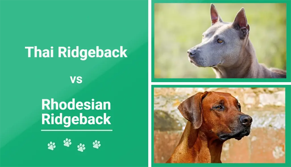 Thai vs Rhodesian Ridgeback: Kev sib piv cov tsiaj (nrog duab)