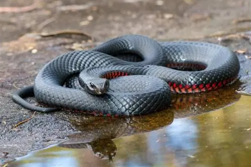34 slanger fundet i Australien (med billeder)