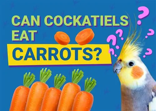 Cockatiels puas noj Carrots? Vet-pom zoo Cov Khoom Noj Khoom Haus & Cov Ntaub Ntawv