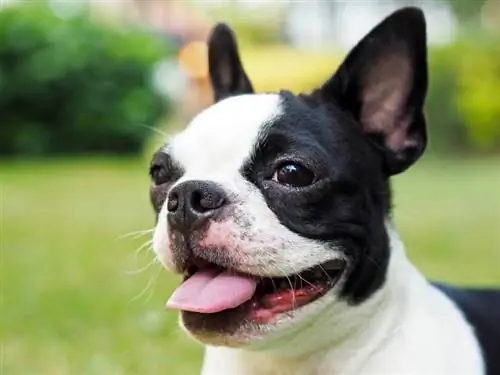 Boston Terrier Gravidez: um guia semanal & Vet Approved Advice