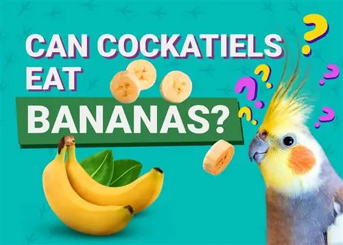 Les calopsittes peuvent-elles manger des bananes ? Informations nutritionnelles approuvées par le vétérinaire & Info