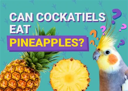 Cockatiels Puas Noj Pineapple? Vet-pom zoo Cov Khoom Noj Khoom Haus & Cov Lus Qhia