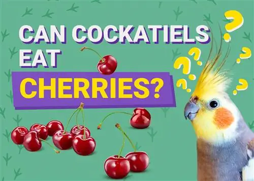 क्या कॉकटेल चेरी खा सकते हैं? पशुचिकित्सक-समीक्षित पोषण संबंधी तथ्य & जानकारी
