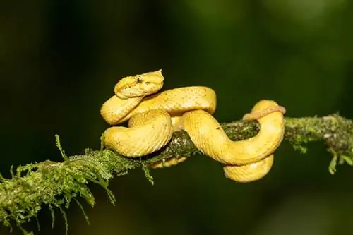 13 mooiste slangen ter wereld (met afbeeldingen)