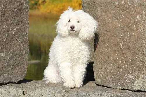 White Poodle: Ukweli, Historia & Asili (Pamoja na Picha)