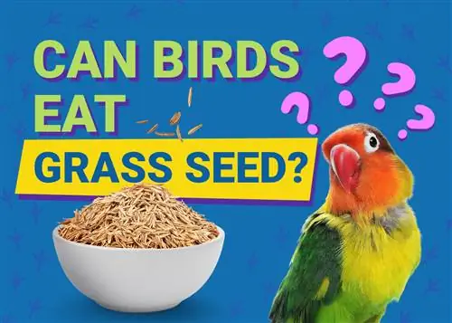 Gli uccelli possono mangiare i semi dell'erba? Fatti esaminati dal veterinario & Domande frequenti