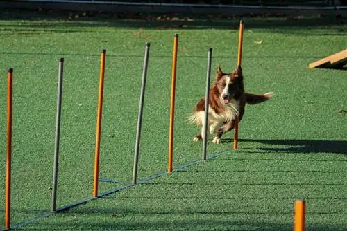 10 melhores livros de treinamento de cães para cães de resgate em 2023 – avaliações & principais escolhas