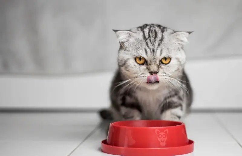 7 mejores alternativas de comida para gatos Cat Person en 2023: Reseñas & Mejores selecciones
