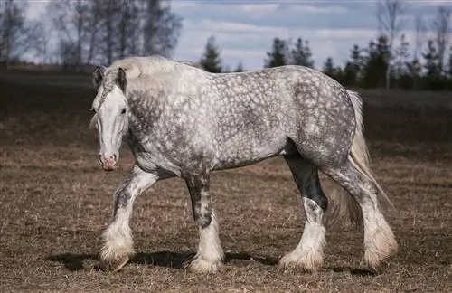 11 نژاد اسب پیشرو که معمولاً برای کار استفاده می شود (با تصاویر)