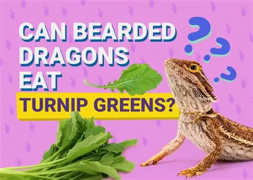Pot dragonii cu barbă să mănânce verdeață de napi? Fapte & Întrebări frecvente