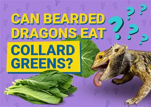 Megehetik a szakállas sárkányok a nyakörv zöldjét? Egészségügyi tények & GYIK