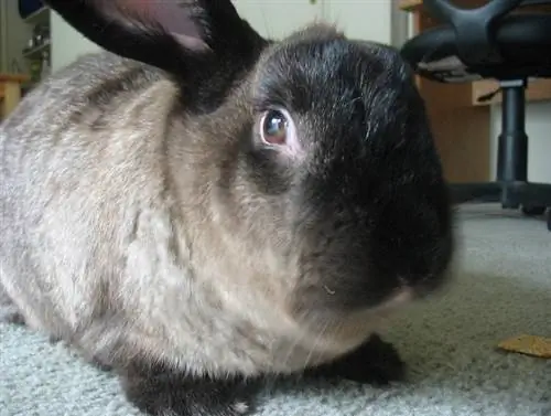 American Sable Rabbit: fakty, informacje, cechy & Opieka (ze zdjęciami)