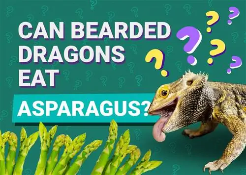Maaari Bang Kumain ng Asparagus ang Mga May Balbas na Dragon? Mga Katotohanan & FAQ