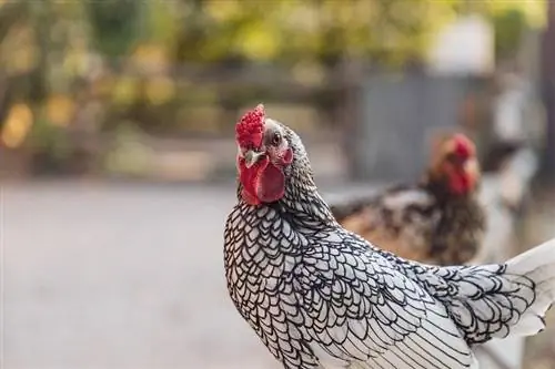 11 тихи породи пилета (със снимки)