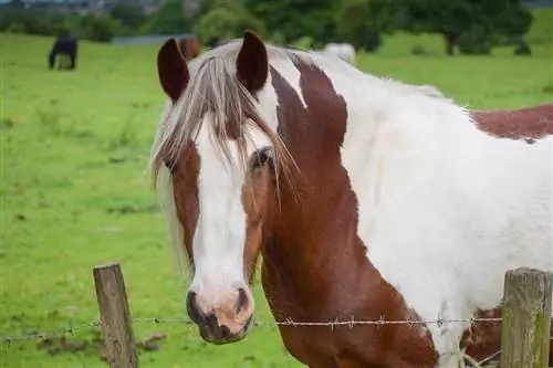 8 races de cavalls més tranquil·les (amb imatges)