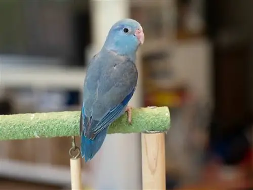 Turquoise Parrotlet: eigenschappen, geschiedenis, eten & Verzorging (met afbeeldingen)