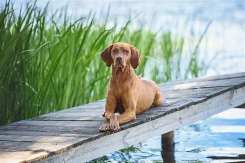 ¿A Vizslas le gusta el agua? Preferencias de raza & Consejos de entrenamiento