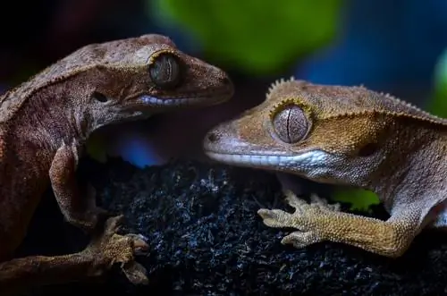 Crested Geckos የሌሊት ናቸው? ተሳቢ የዕለት ተዕለት ተግባር & ልማዶች