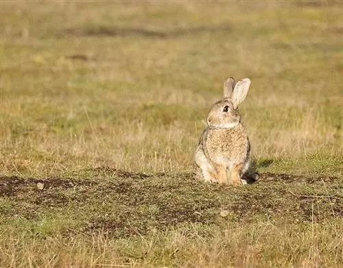 San Juan Rabbit: ინფორმაცია, მოვლა, დიეტა, სურათები & მეტი