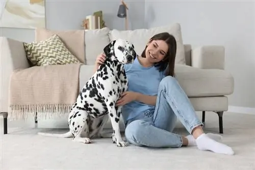 Adakah Dalmatian Hypoallergenic? Fakta Baka & Soalan Lazim