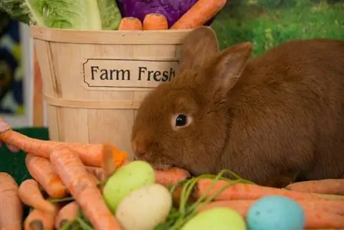 Thrianta Rabbit: Cuidado, Temperamento, Habitat & Traços (com fotos)